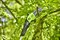 Высоторез-сучкорез аккумуляторный GREENWORKS GD60PST25 60V без АКБ и ЗУ - фото 406589
